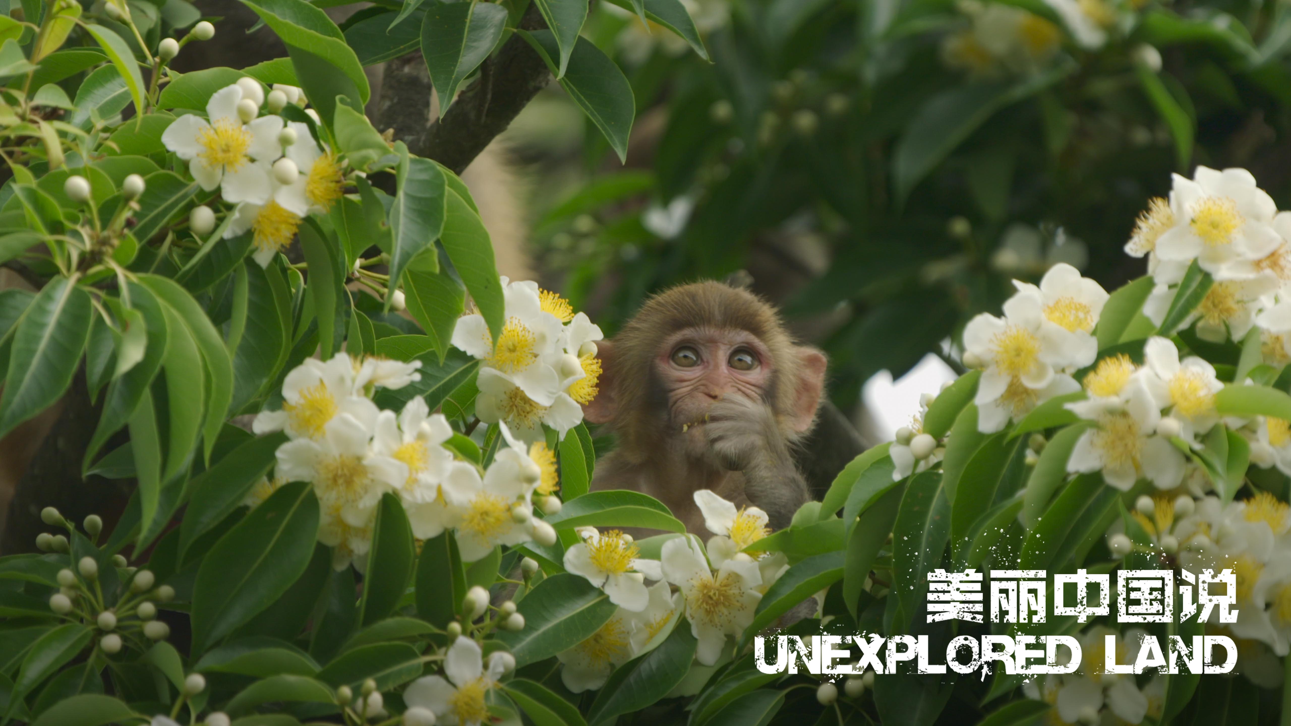 Unexplored Land: Stories of nature in a bustling city