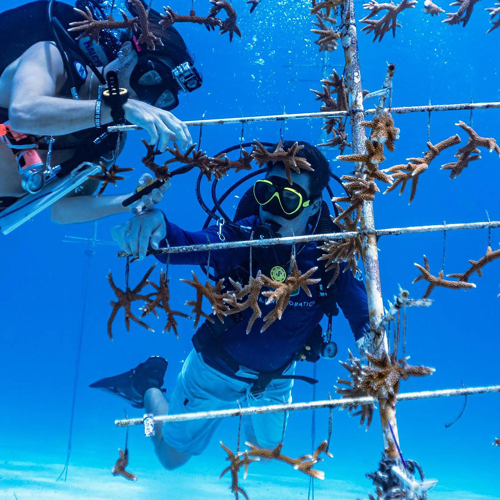 Volunteers snip off fragments from corals hanging on a 