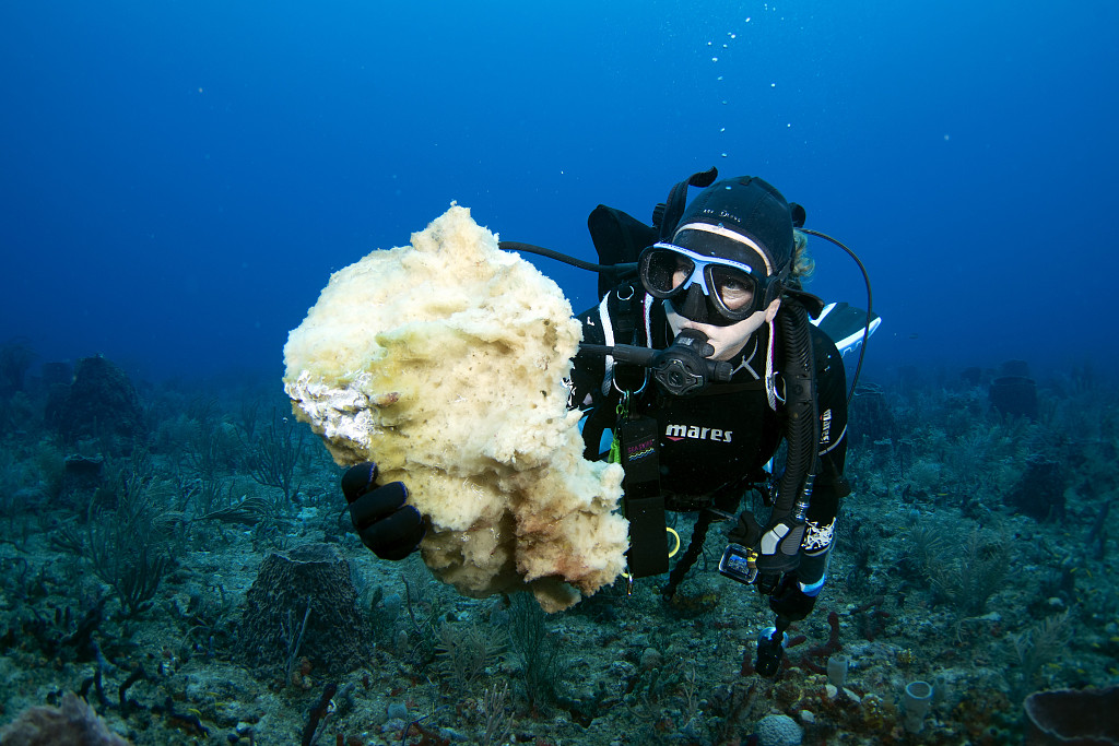 A SCUBA diver inspects a dead sponge coral as warmer than normal sea temperatures are affecting the overall health of the reef system offshore from Boynton Beach, Florida, U.S., August 5, 2023. /CFP