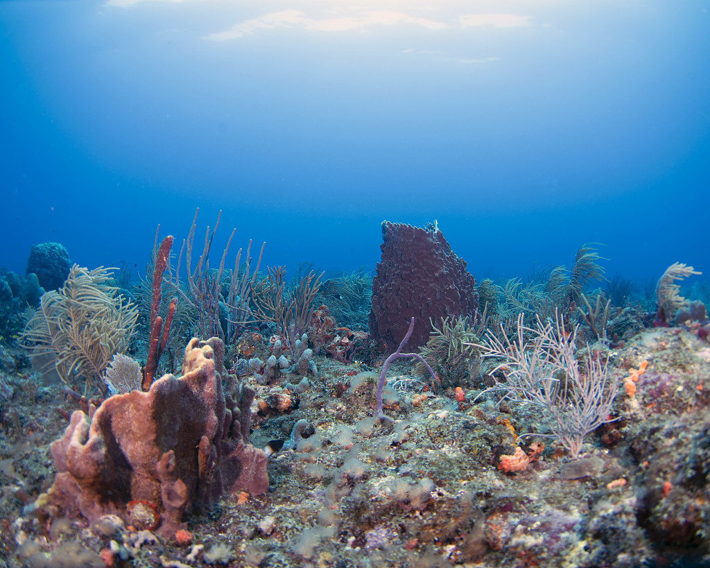A sponge coral in the distance stands almost alone in a bed of dying reef as warmer than normal sea temperatures are affecting the overall health of the reef system offshore from Boynton Beach, Florida, U.S., August 5, 2023. /CFP