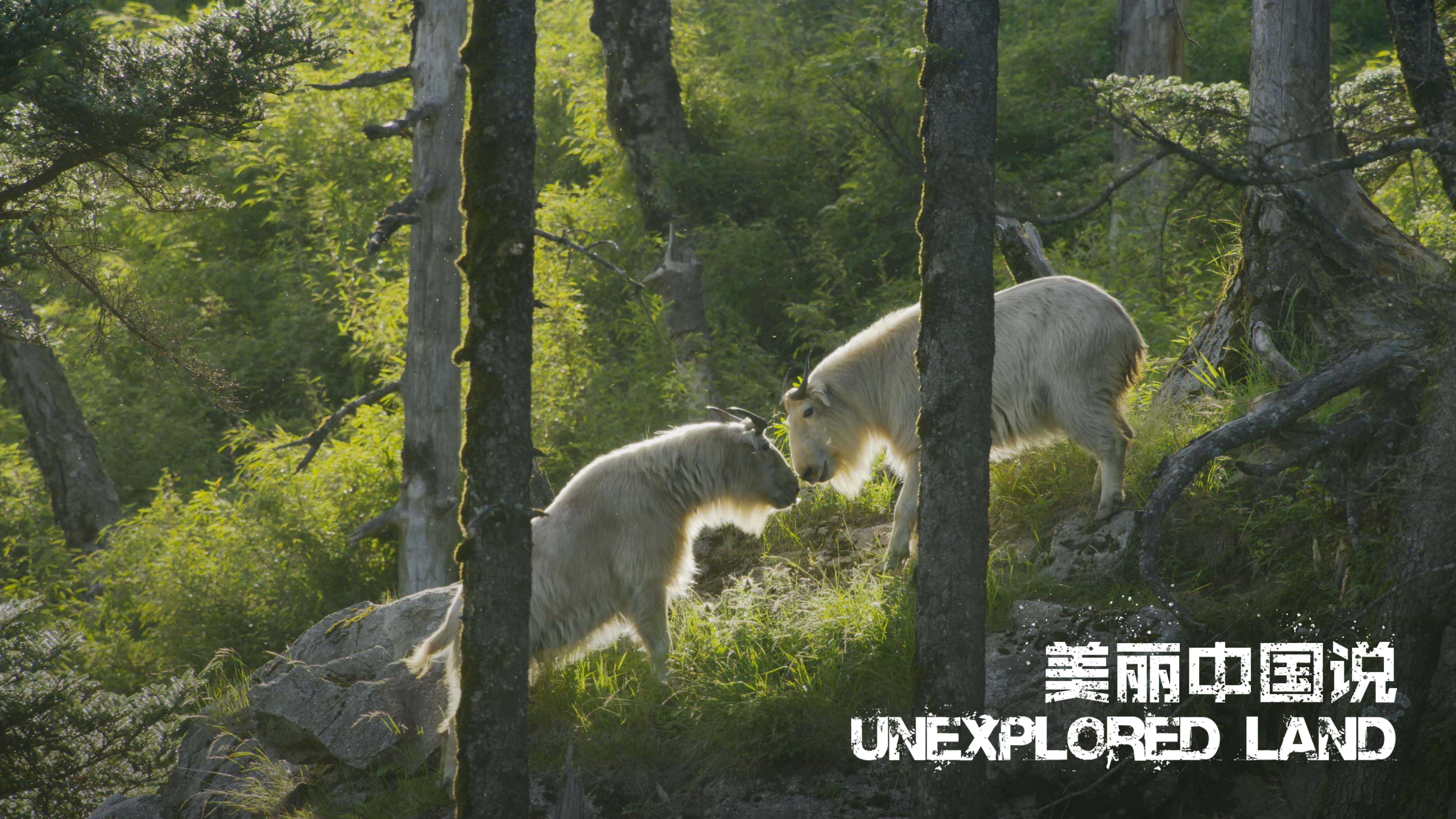 Unexplored Land: Their growing stories in Qinling Mountains
