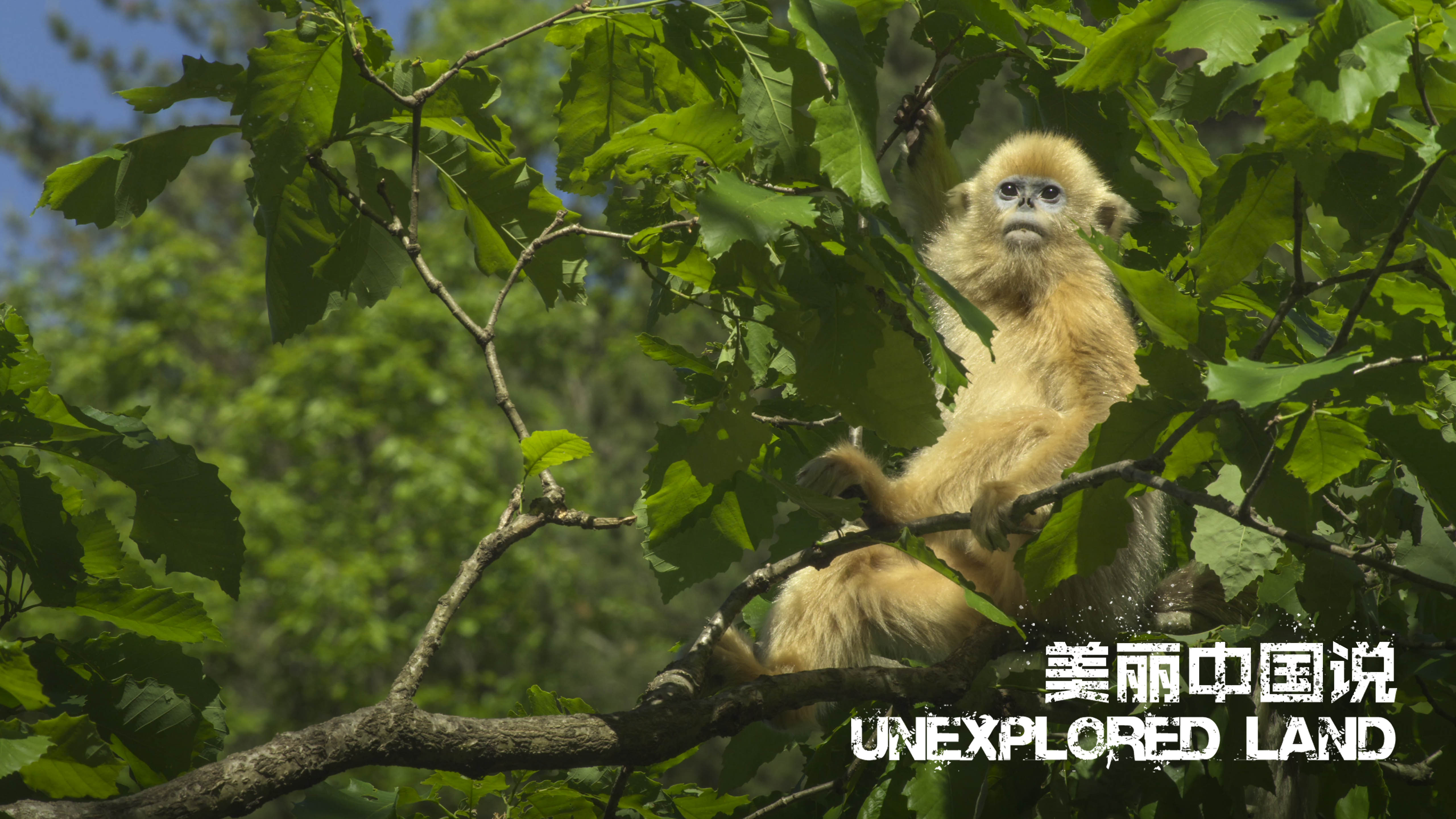 Unexplored Land: Their growing stories in Qinling Mountains