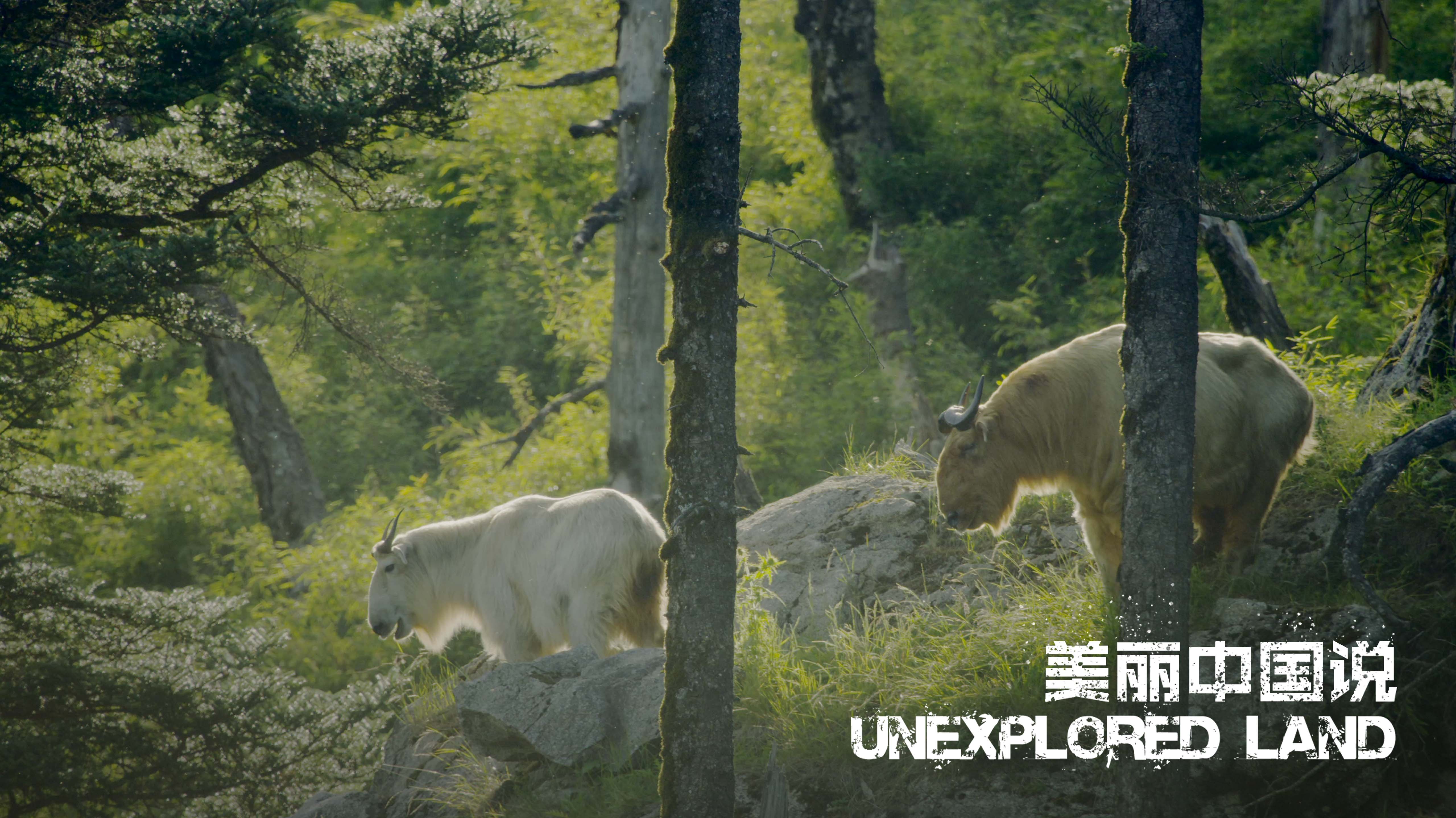 Unexplored Land: Their growing stories in Qinling Mountains - CGTN