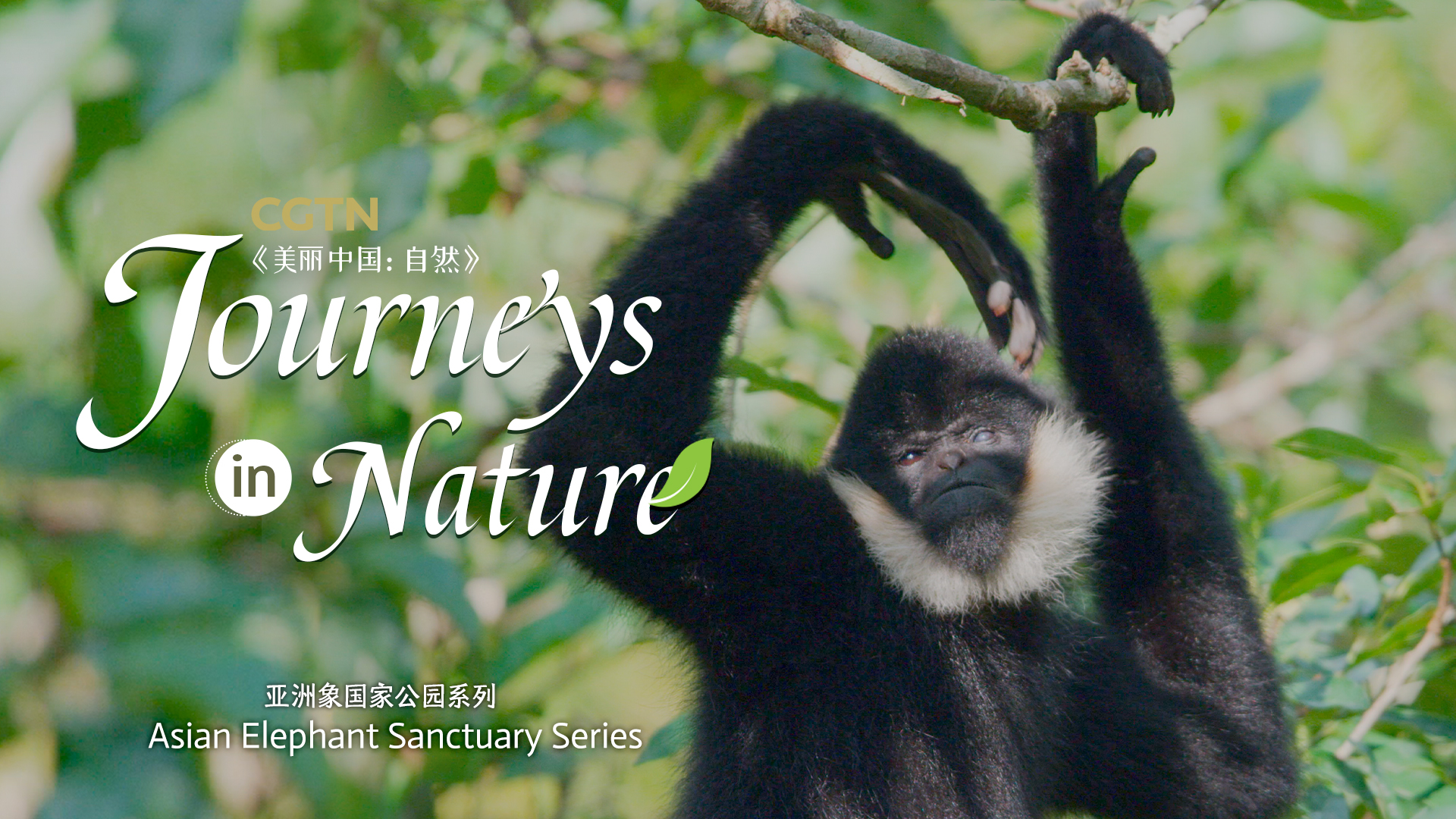 Asian Elephant Sanctuary Ep. 8: Great swinger in rainforest penthouse