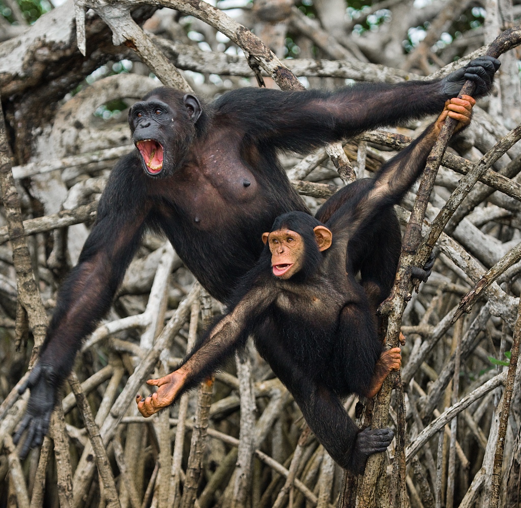 Photo shows a young chimpanzee and one of its parents in Nouabale Ndoki National Park in the Congo. /CFP