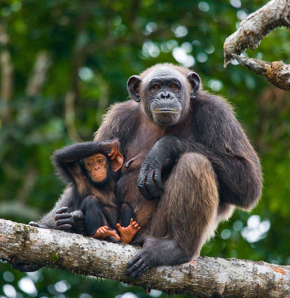 Photo shows a young chimpanzee and one of its parents in Nouabale Ndoki National Park in the Congo. /CFP