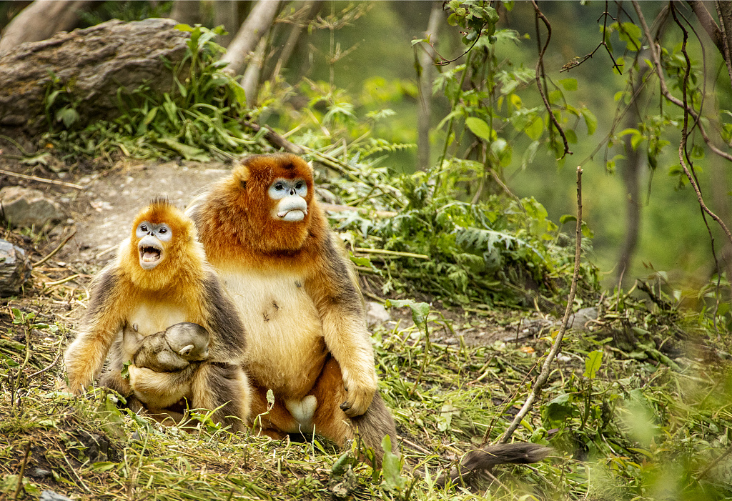 A photo shows a bunch of Sichuan golden monkeys in Mianyang, Sichuan Province. /CFP
