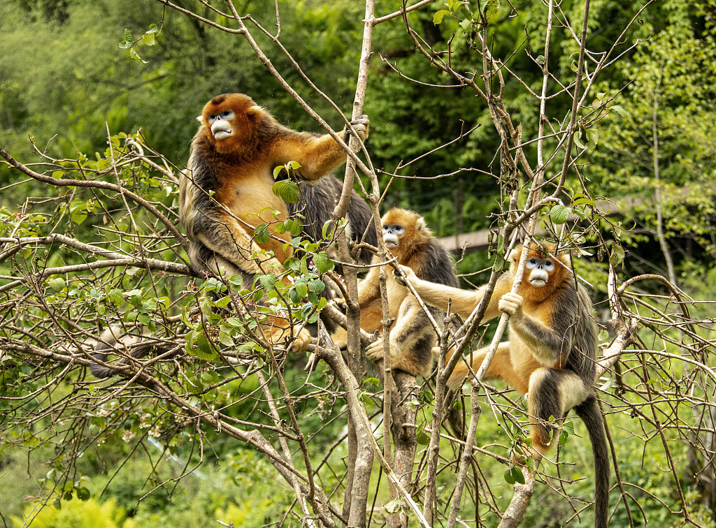 A photo shows a bunch of Sichuan golden monkeys in Mianyang, Sichuan Province. /CFP