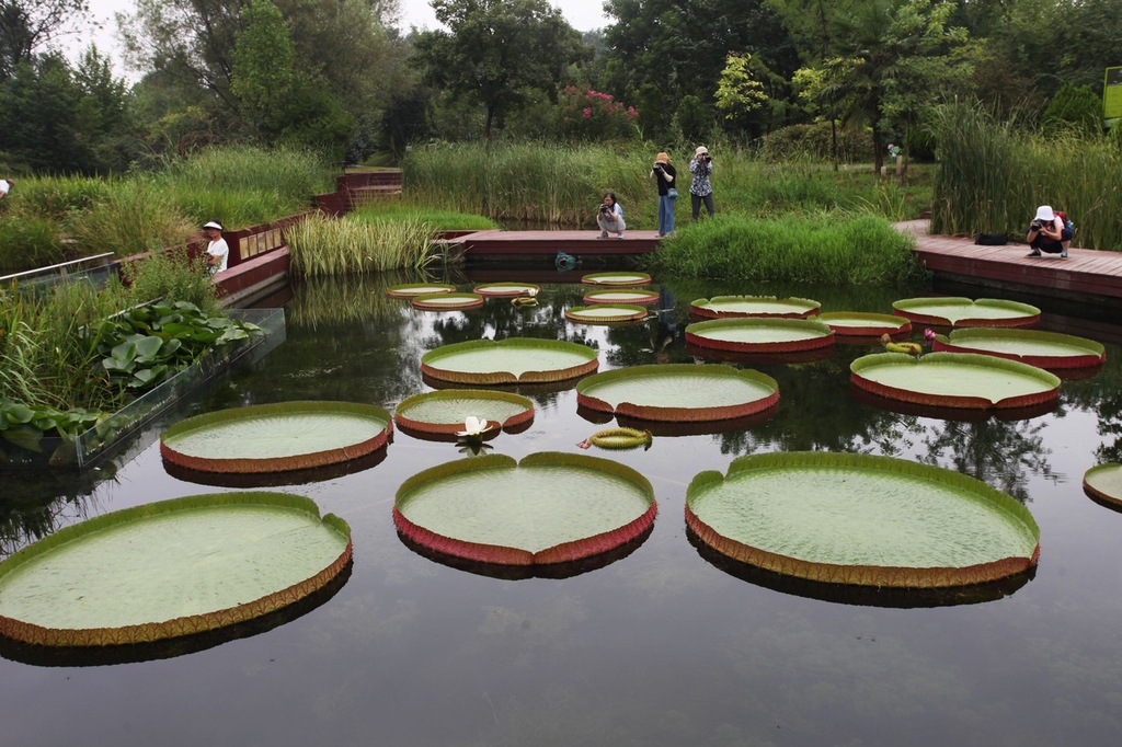 A photo taken on August 8, 2023, shows tourists appreciating giant waterlilies in a botanical garden in Xi’an, Shaanxi Province. /IC