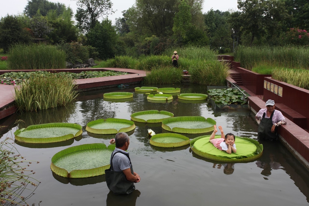 A photo taken on August 8, 2023, shows a child lies on the leaf of a giant waterlily in a botanical garden in Xi’an, Shaanxi Province. /IC