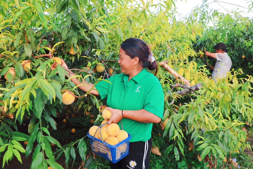 A photo taken on August 18, 2023, shows a woman picking yellow peaches in an orchard in Rugao, Jiangsu Province. /IC