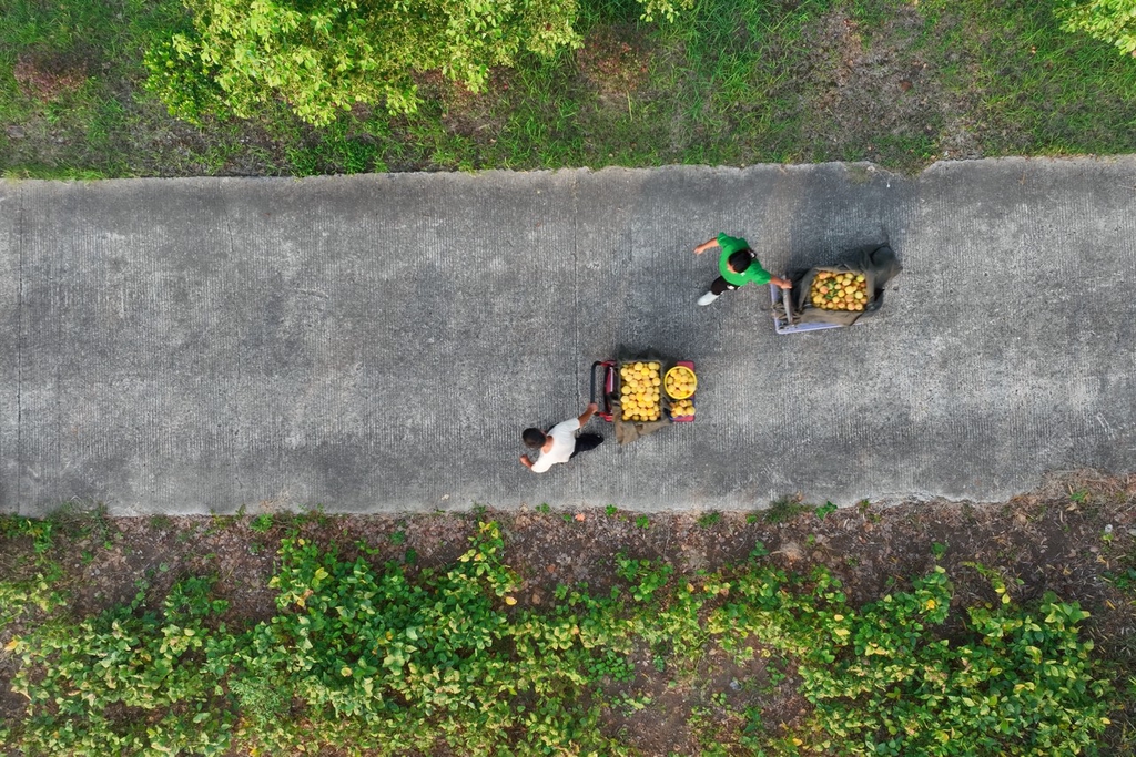A photo taken on August 18, 2023, shows people picking yellow peaches in an orchard in Rugao, Jiangsu Province. /IC