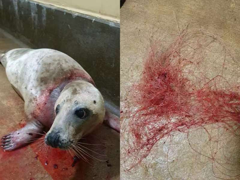 Ursula, a 4-year-old gray seal, is rescued from nets entanglement. /courtesy of RSPCA East Winch Wildlife Center  