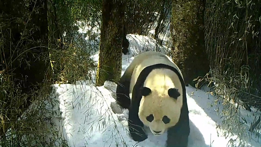 A wild giant panda captured on an infrared camera in the Giant Panda National Park. /CFP