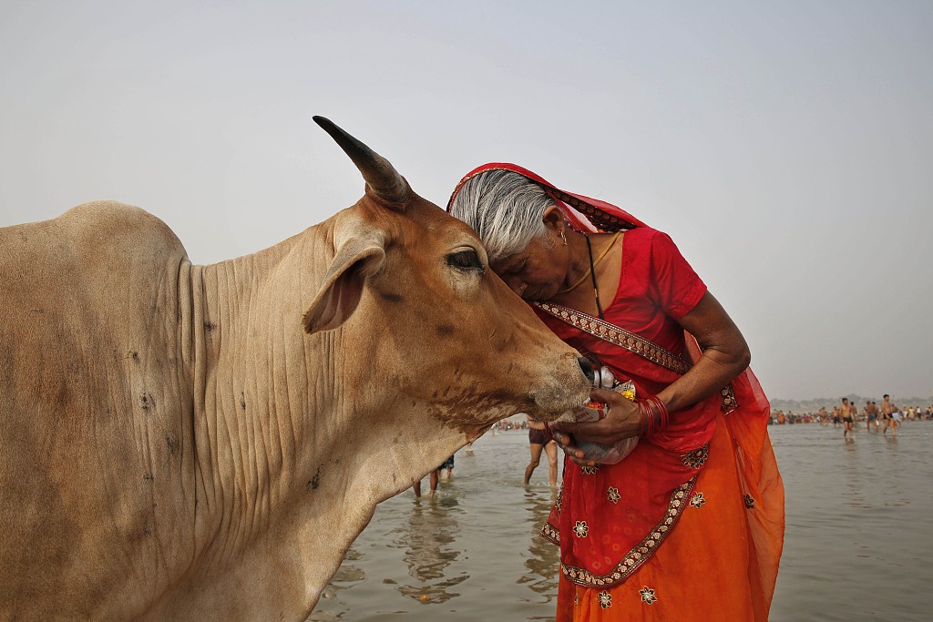 A file photo shows a woman worshipping a cow as Indian Hindus offer prayers to the River Ganges in Allahabad, India. /CFP