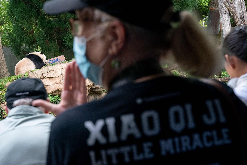 A visitor wears a T-shirt with Xiao Qi Ji's name printed on it while watching the giant panda examine his third birthday present at the Smithsonian National Zoo in Washington, DC, August 21, 2023. /CFP