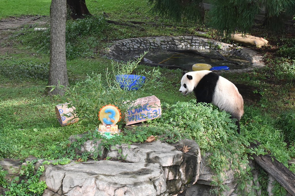 Giant panda Xiao Qi Ji examines his third birthday present at the Smithsonian's National Zoo in Washington D.C., the United States, August 21, 2023. /CFP