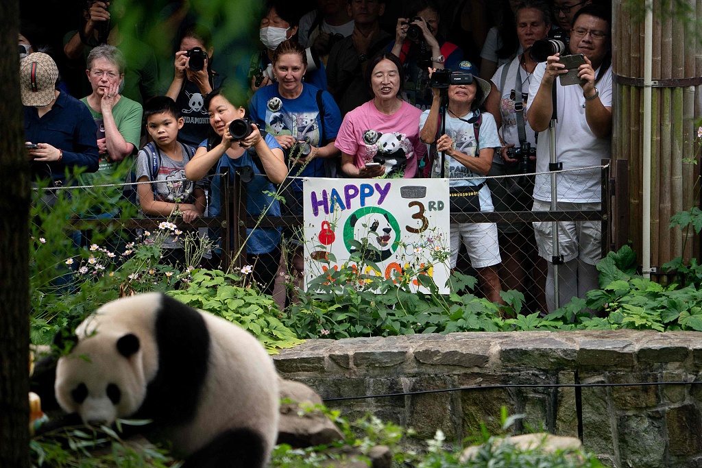 Visitors gather to watch giant panda cub Xiao Qi Ji enjoying his 