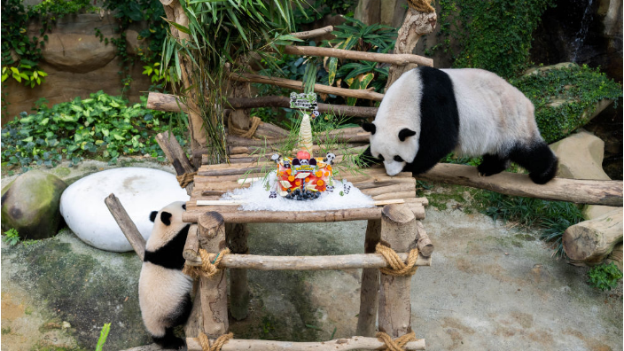 Live: Giant pandas celebrate birthday at Malaysian's national zoo