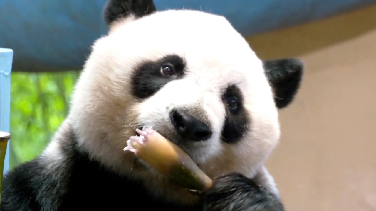 What Do Pandas Eat? - CGTN