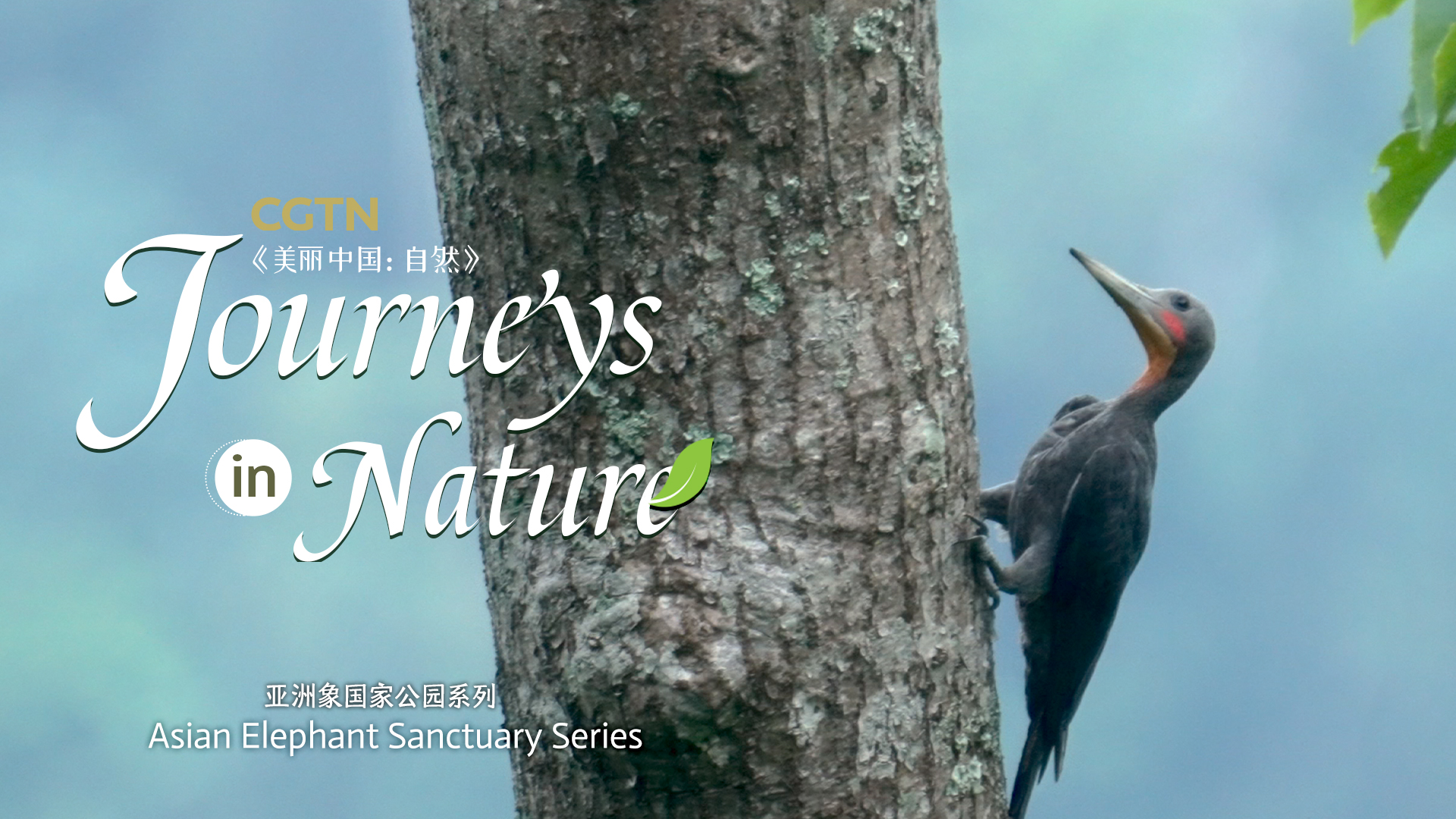 Asian Elephant Sanctuary Ep. 12: A tree hole is also a natural nursery