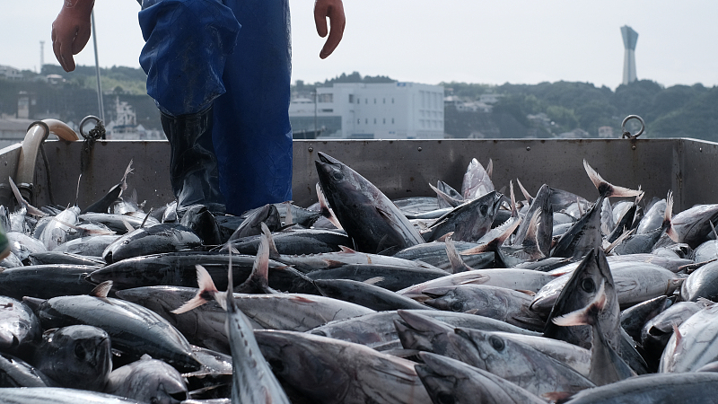 Freshly-caught bonito fish is unloaded from a boat at a wharf outside the Onahama Fish Market in Iwaki, Fukushima Prefecture, July 5, 2023. /CFP