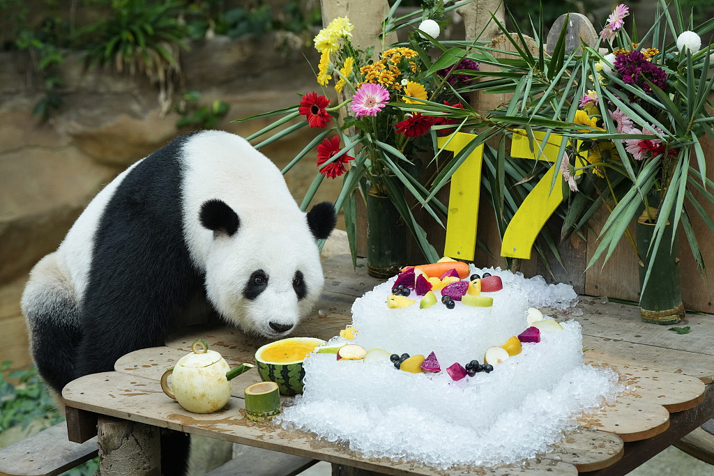 Giant panda Liang Liang takes an interest in fruit at her 17th birthday celebrations at Malaysia National Zoo in Kuala Lumpur on August 23, 2023. /CFP