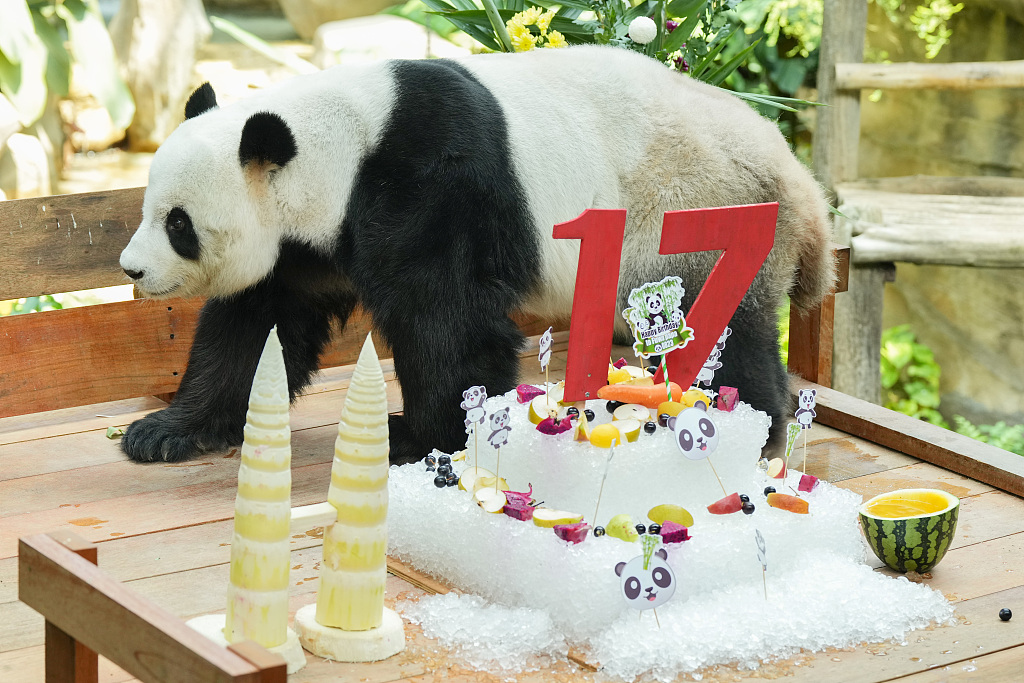 Giant panda Xing Xing inspects his 17th birthday ice cake at Malaysia National Zoo in Kuala Lumpur, Malaysia on August 23, 2023. /CFP
