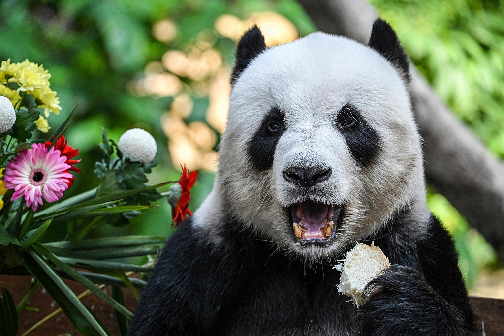 Giant panda Xing Xing enjoys fruit at his 17th birthday celebrations at Malaysia National Zoo in Kuala Lumpur on August 23, 2023. /CFP