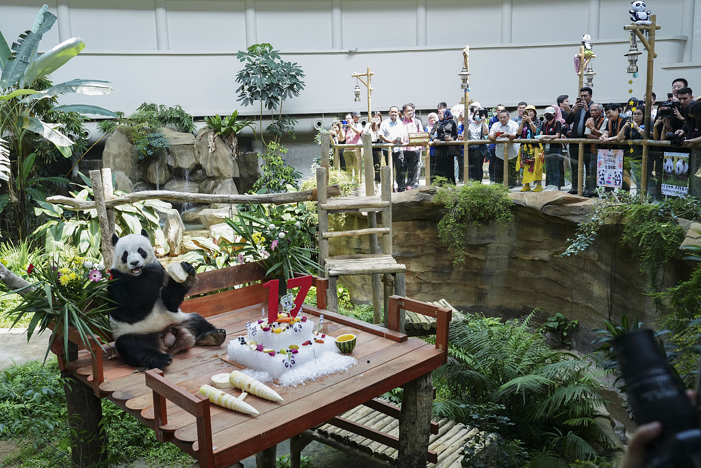 Giant panda Xing Xing enjoys fruit on his 17th birthday at Malaysia National Zoo in Kuala Lumpur, Malaysia on August 23, 2023. /CFP
