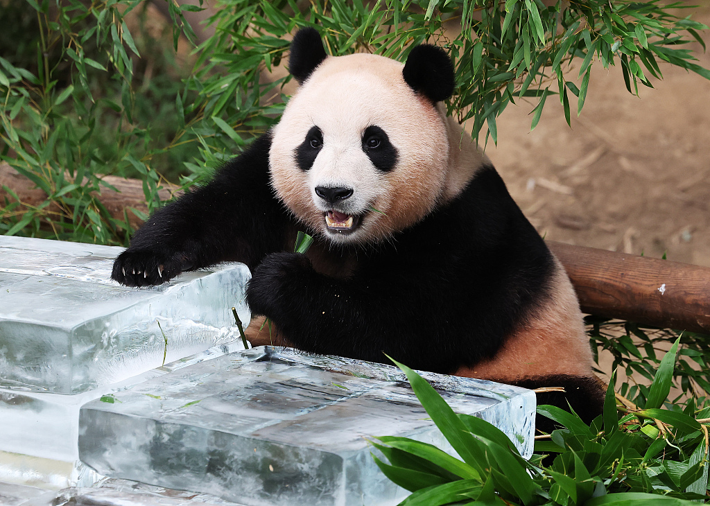 Giant panda Fu Bao enjoys bamboo leaves while leaning on ice slabs provided by her handlers at the Everland Zoo in Yongin, Gyeonggi-do Province, South Korea on August 24, 2023. /CFP