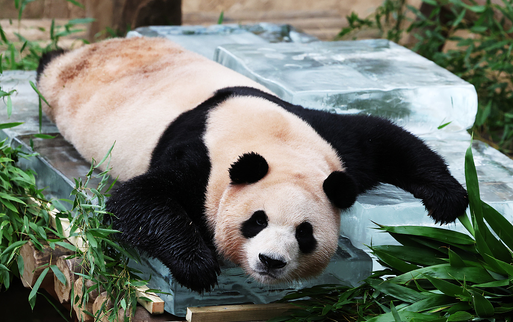 Giant panda Fu Bao lies on ice slabs provided by her handlers at the Everland Zoo in Yongin, Gyeonggi-do Province, South Korea on August 24, 2023. /CFP