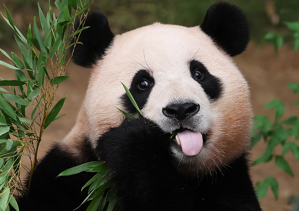 Giant panda Fu Bao chews on bamboo leaves while enjoying cold treats provided by her handlers at the Everland Zoo in Yongin, Gyeonggi-do Province, South Korea on August 24, 2023. /CFP