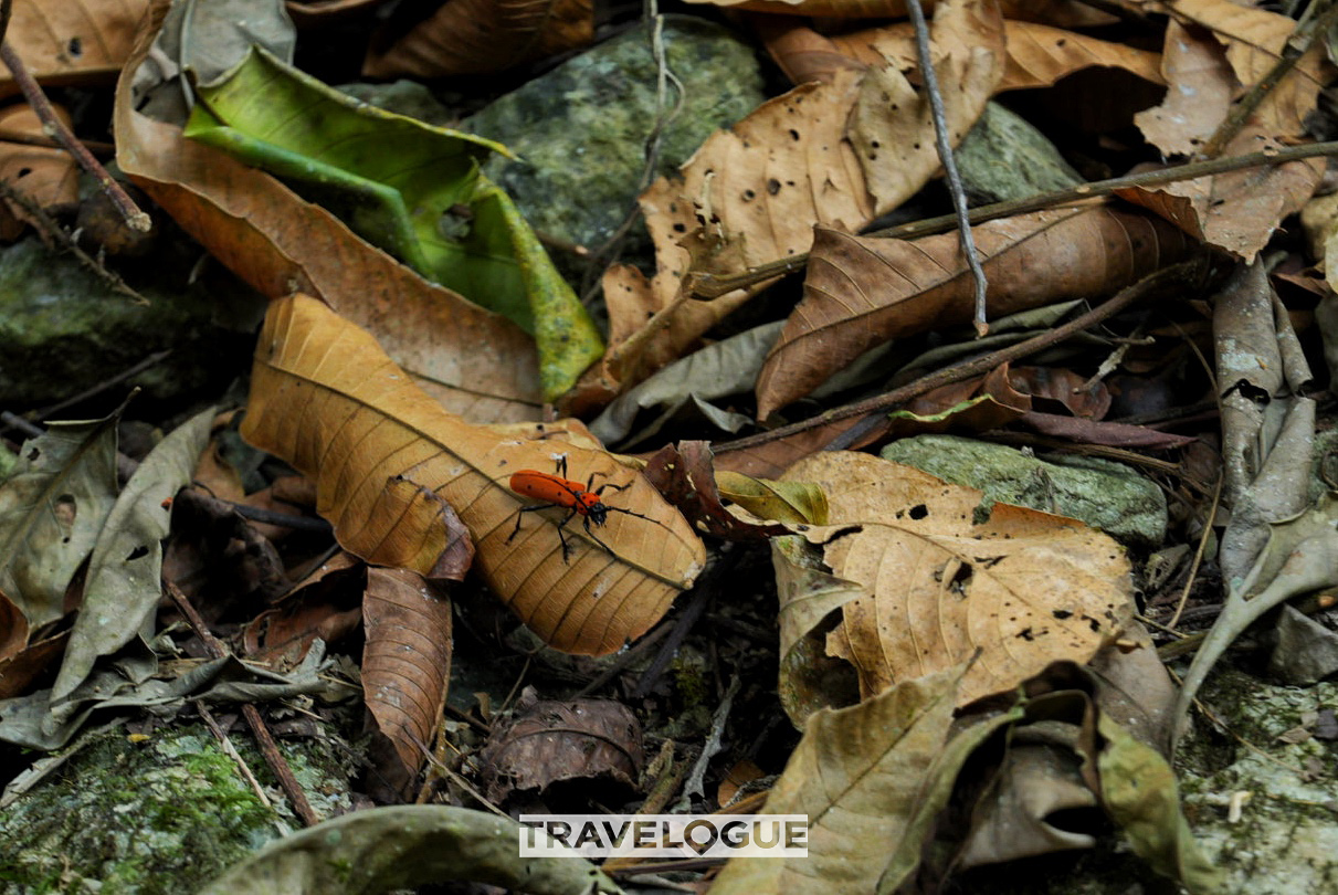 This close shot shows an insect living in the rainforest of Yunnan Province. /CGTN