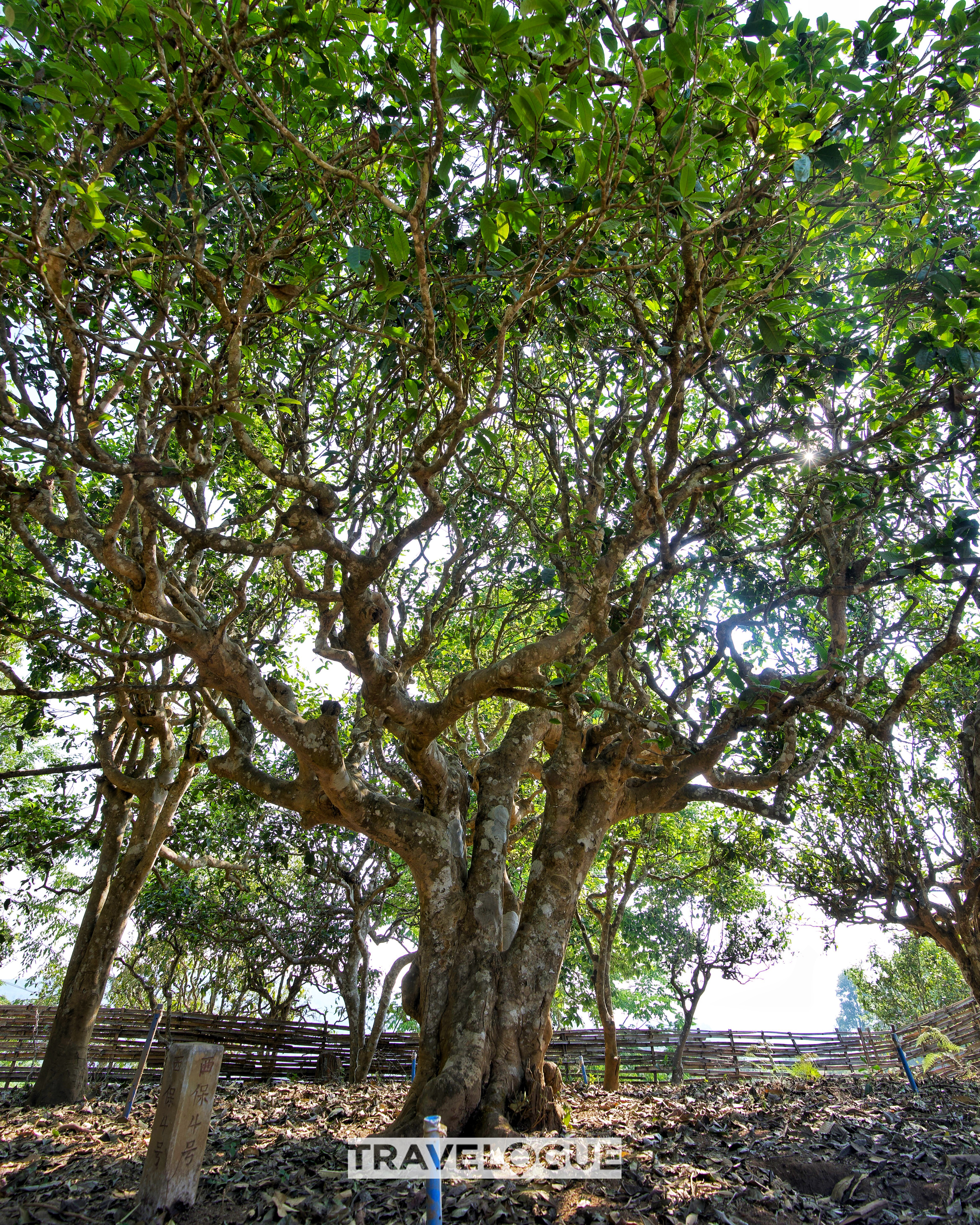 This undated photo shows the 1,400-year-old tea tree of the 