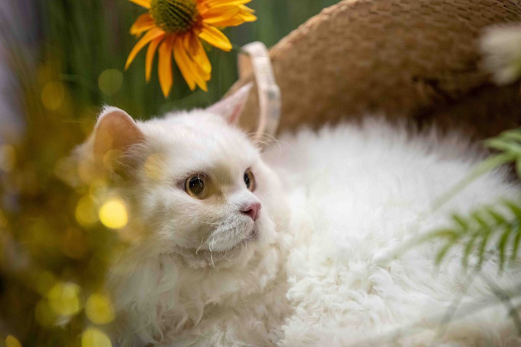 A cat enjoys playing at the Hong Kong Cat Expo on August 25, 2023. /CFP