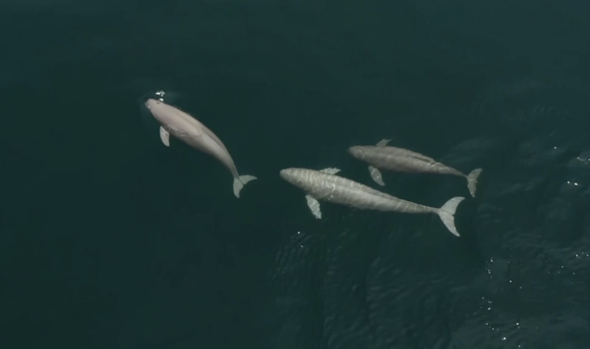 Three finless porpoises swim in the sea. /CMG