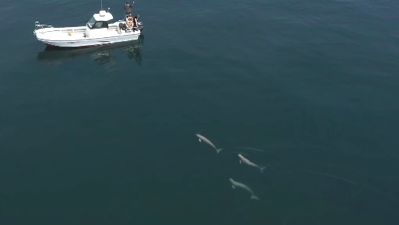 Liang Zeye spots Little Grey swimming toward him. /CMG