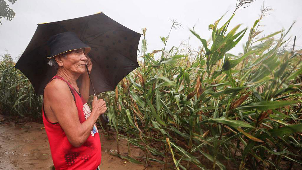 A man braves heavy showers and winds while inspecting his corn farm as Typhoon Saola brushes past Ilagan City, Isabela Province, August 27, 2023. /CFP