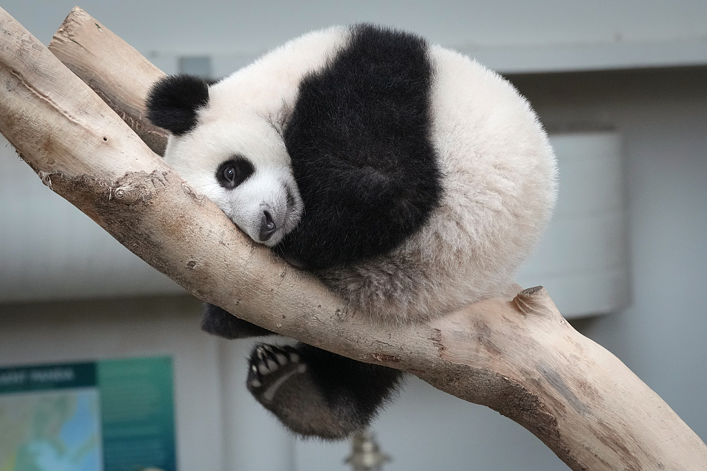 Sheng Yi, a female panda, rests on a tree branch inside Zoo Negara in Kuala Lumpur, Malaysia, on May 25, 2022. /CFP