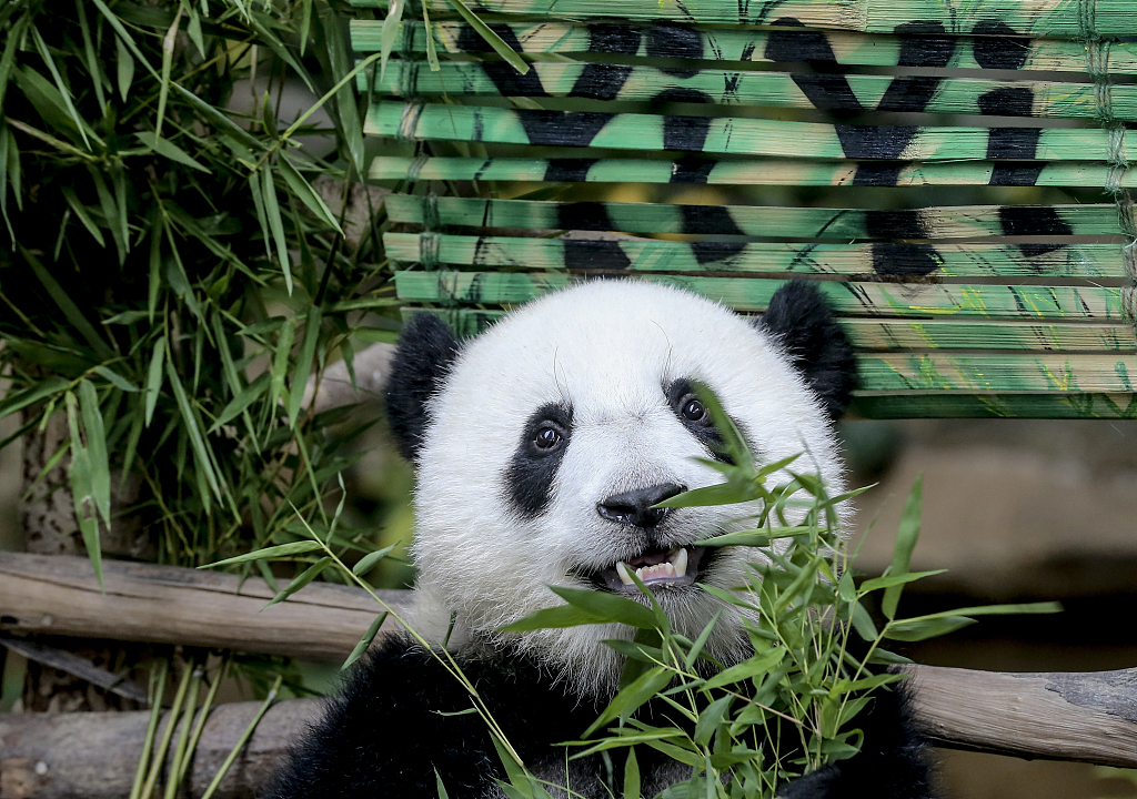 Yi Yi, a female panda, plays during its naming ceremony at Zoo Negara in Kuala Lumpur, Malaysia, on August 1, 2019. /CFP