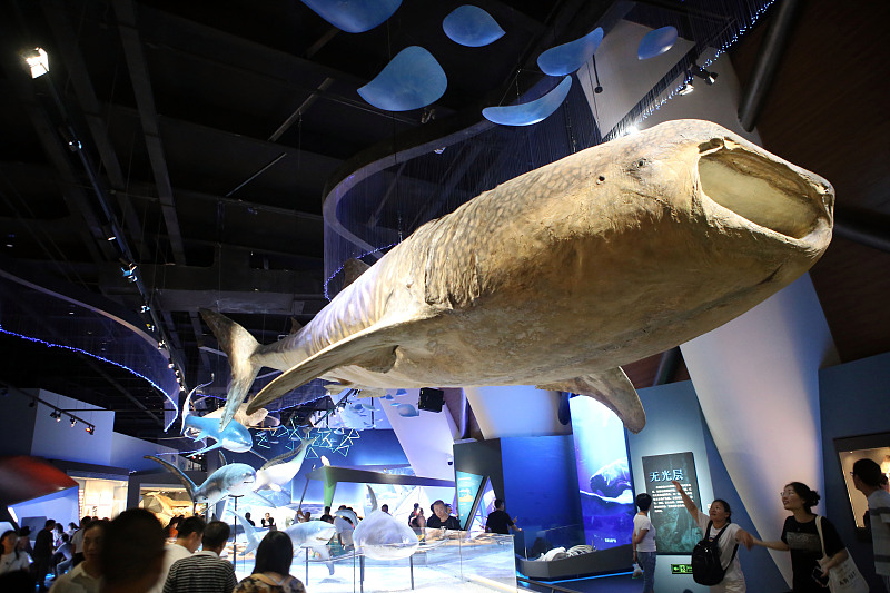 Visitors appreciate a group of whale specimens at the National Maritime Museum of China in Tianjin. /CFP