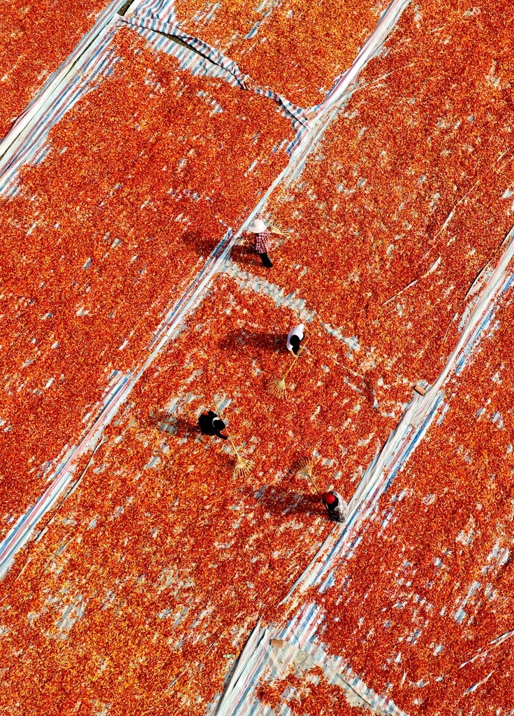 A photo taken on August 29, 2023, shows local farmers sun-drying red chili peppers in Bozhou, Anhui Province, China. /CFP