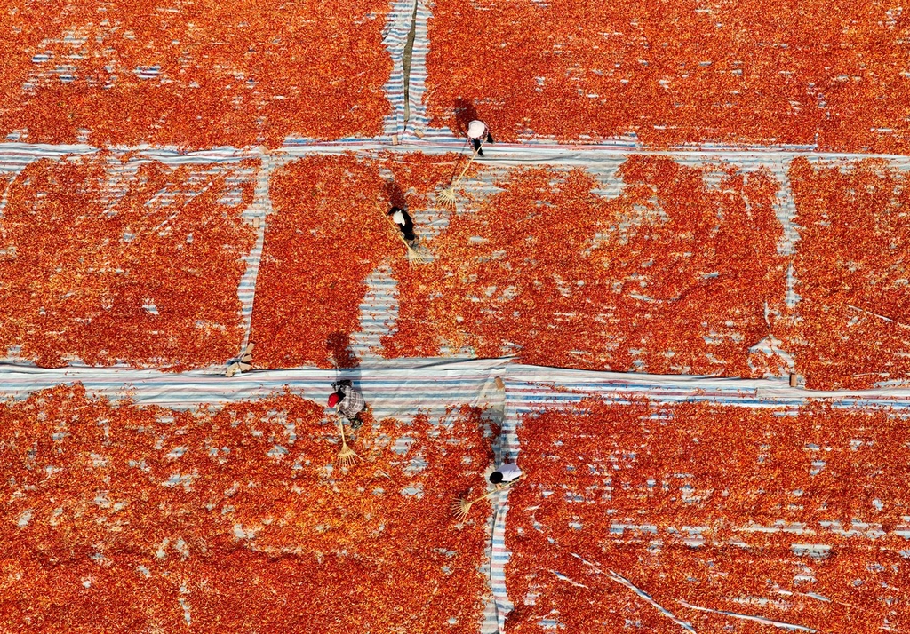 A photo taken on August 29, 2023, shows local farmers sun-drying red chili peppers in Bozhou, Anhui Province, China. /CFP
