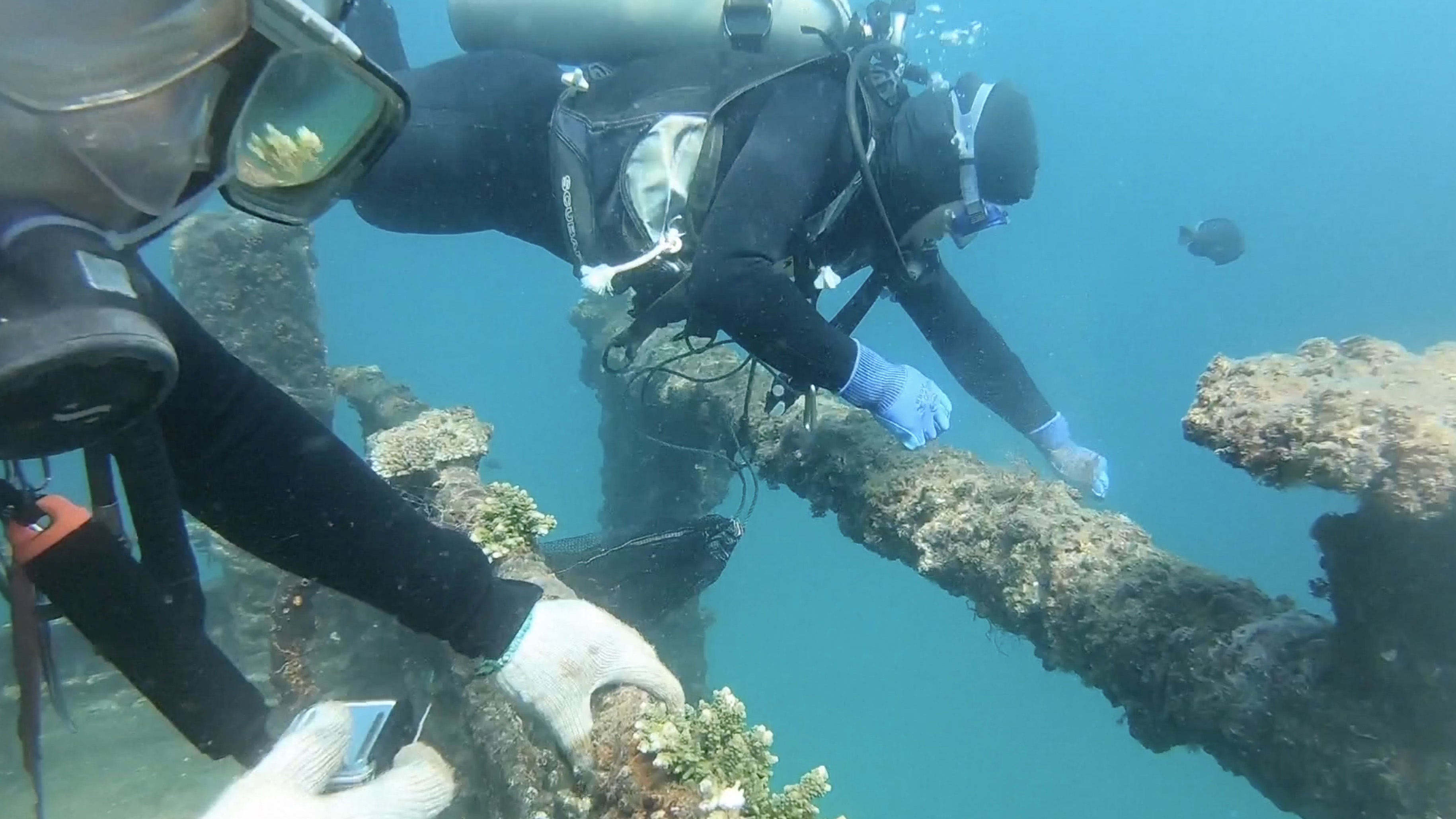 Chinese experts call for enhanced public awareness of coral reef protection
