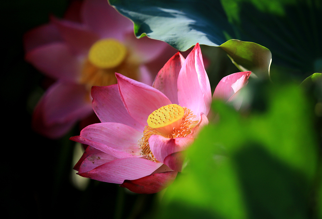Lotus flowers blossom at Qingyan Garden in Huai'an, Jiangsu Province on August 29, 2023. /CFP