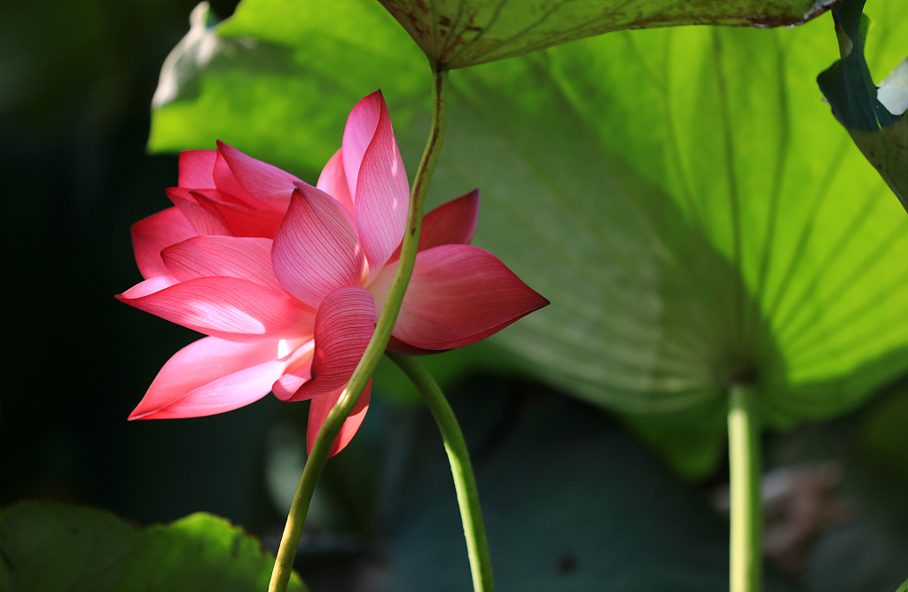 This photo taken on August 29, 2023 shows a lotus flower at Qingyan Garden in Huai'an, Jiangsu Province. /CFP