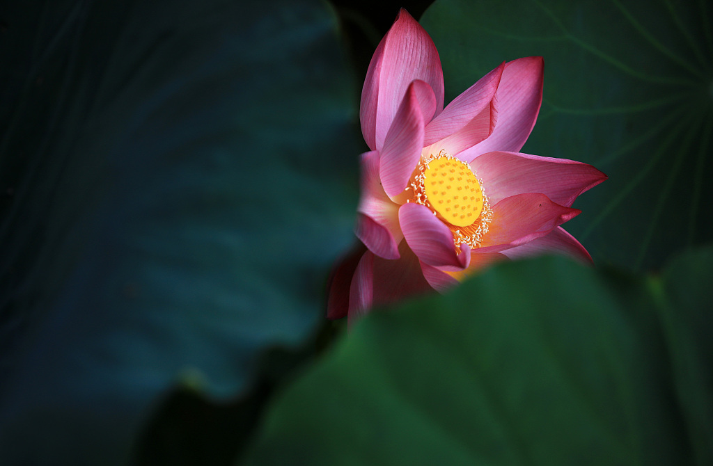 This photo taken on August 29, 2023 shows a lotus flower at Qingyan Garden in Huai'an, Jiangsu Province. /CFP