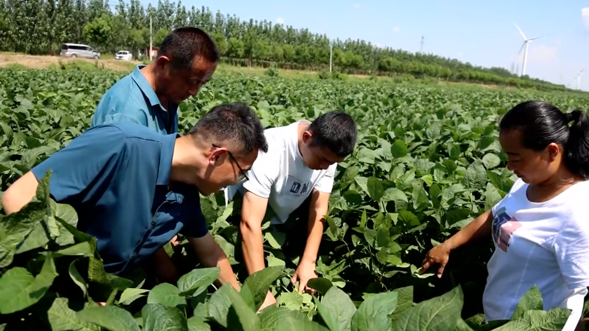 Agricultural technicians provide guidance of planting soybeans in saline-alkali soil. /CMG