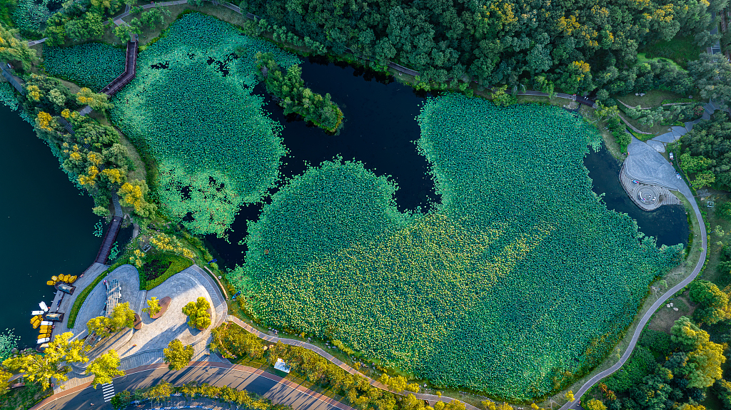 An aerial photo taken on August 15, 2023 shows the lotus blossoms in the lake at Jingyuetan National Forest Park in Jilin Province. /CFP